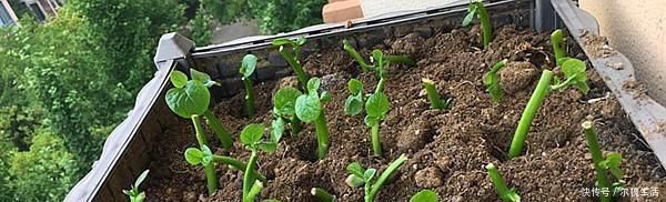 养花|有阳台别只养花，种上这2种菜，老人小孩都抢着吃