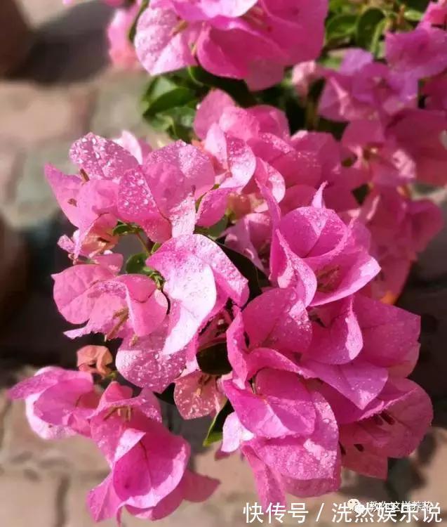 孕蕾|5种花爱晒太阳，越晒花越多，很快就能爆盆！