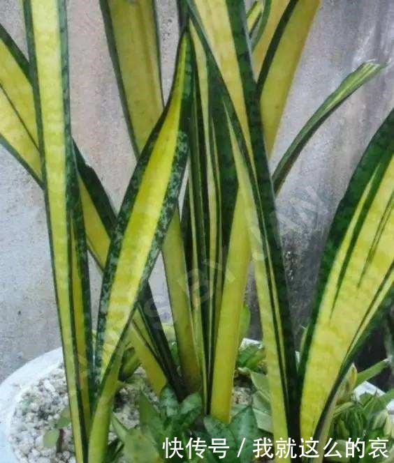 虎皮兰“僵住了”死活不长个,3个“舒服法”,新芽新叶嗖嗖冒!