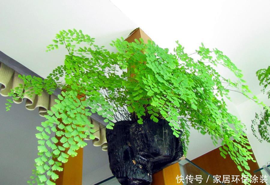 禁忌|鸡蛋壳的使用禁忌,养花要注意,看情况分别对待