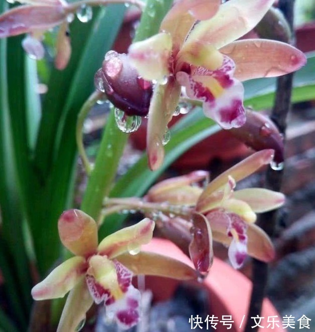 颗粒|老花农养兰花,用3种植料,兰花不烂根,芽蹭蹭冒,花呼呼开