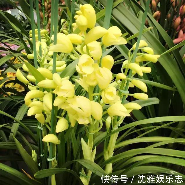 狐尾兰|4种“兰花”好养还爱开花,一开就是“花瀑布”,惊艳!
