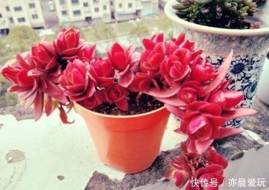 五种多肉冬天养最好,好养易爆盆,适当冻一冻,养出美状态!