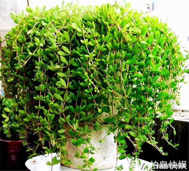 石头缝里的“野多肉”,看到挖几棵,种盆里,能长一大片,美死了