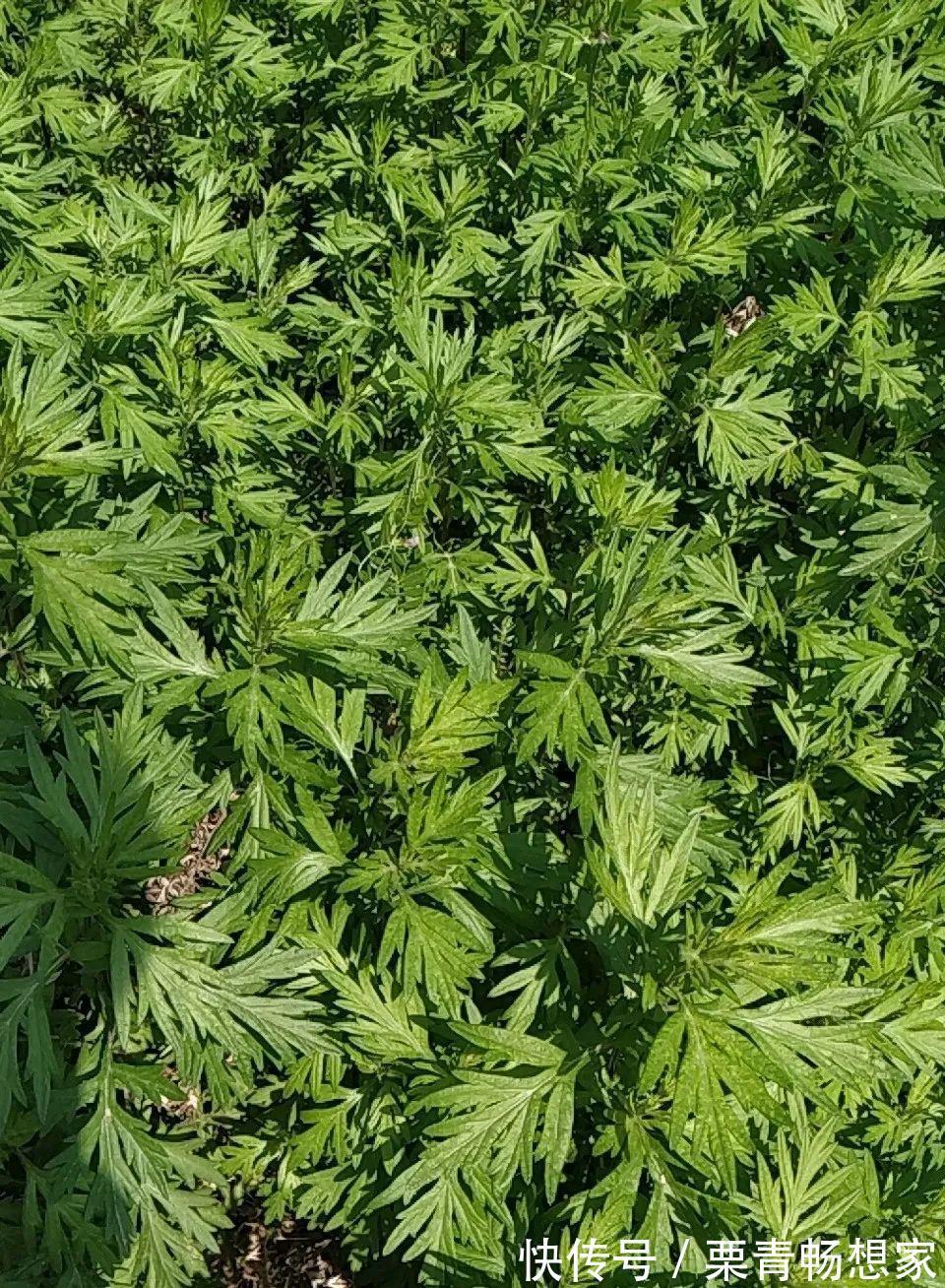 薄荷|7种花插土里,立马长满院子,蚊虫不敢靠近!