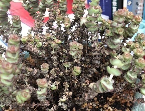  狠心|钱串掉叶子，主干成了“黑杆”，狠心剪几刀，重新上盆栽种