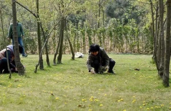 蒲公英|春来野菜香,哪些能敞开吃哪些坚决不能碰采挖时,请分辨清楚