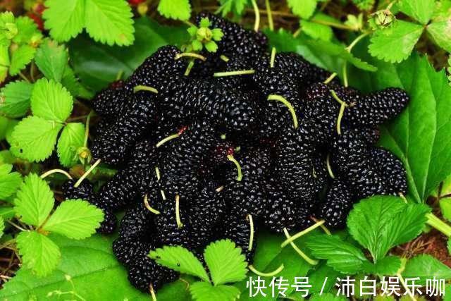 桑葚|女性开始衰老,多有3个表现,少吃3物,多做3事,延缓衰老显年轻