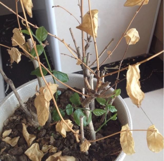 花卉植物|2种水,是养花的“砒霜水”,万万不能用,不然黄叶花枯死