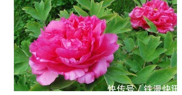 花友以下2种“垃圾”养花,盆栽都叶厚花大色又艳,十年不用施肥