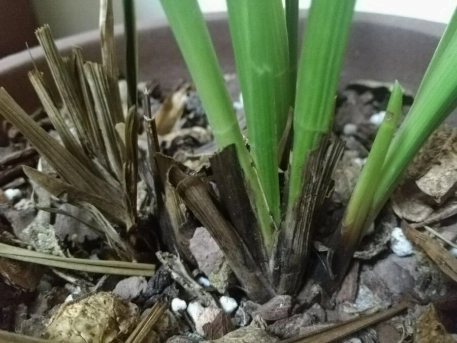 秋老虎|养兰花要注意秋老虎,一不小心根部就发黑,发黑原因和解决方法