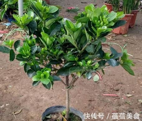 冬季养栀子花,5点要牢记,来年枝叶长得快,开花满枝头