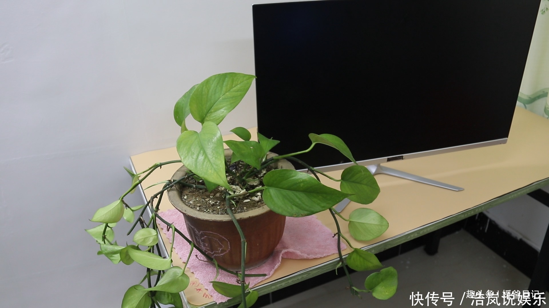 绿萝|你家有绿萝吗我也是刚刚才知道,肯定不是迷信