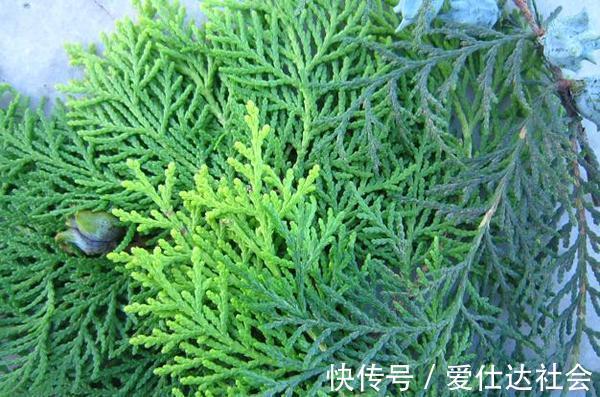 叶子|白发爬满头很难看,莫慌!常用此叶子洗头,白发变黑发,早知早好