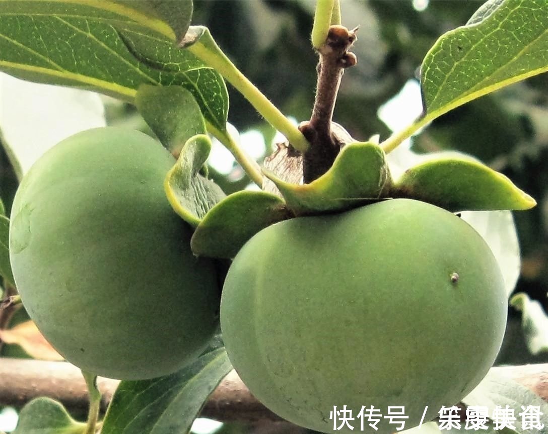 词语$文字都是肉长的:杯葛卑鄙杯中物,碑上悲剧背黑锅