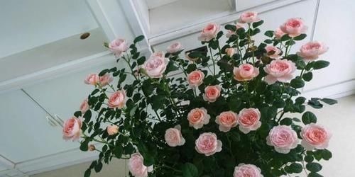 家庭常备的小苏打：这么养花，好处多多，现在知道也不晚！