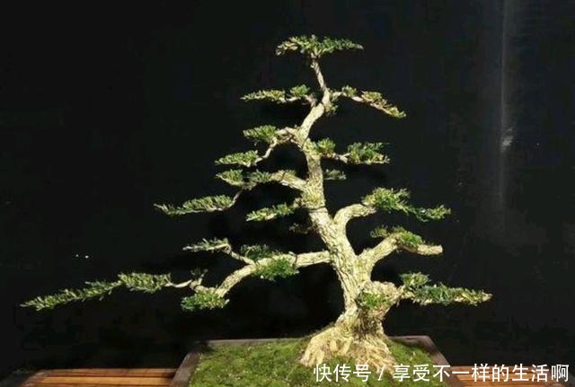 要想黄杨盆景美，春季如何施肥还要注意哪些管理！