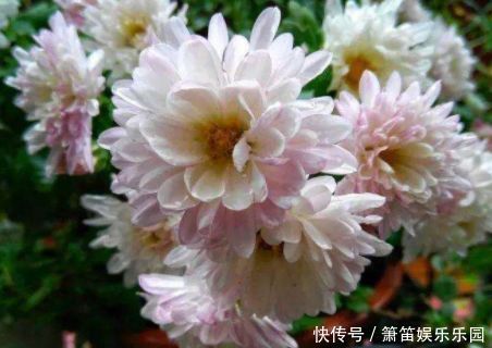 推荐几种阳台种植的花草,一年四季都能养,花开繁盛惹人爱