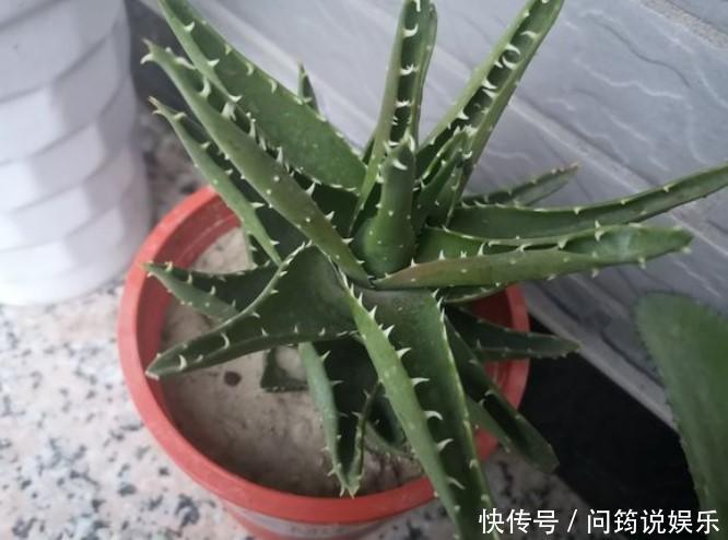 家中的芦荟出现卷叶,对症下药,叶子才会“膨胀”起来!