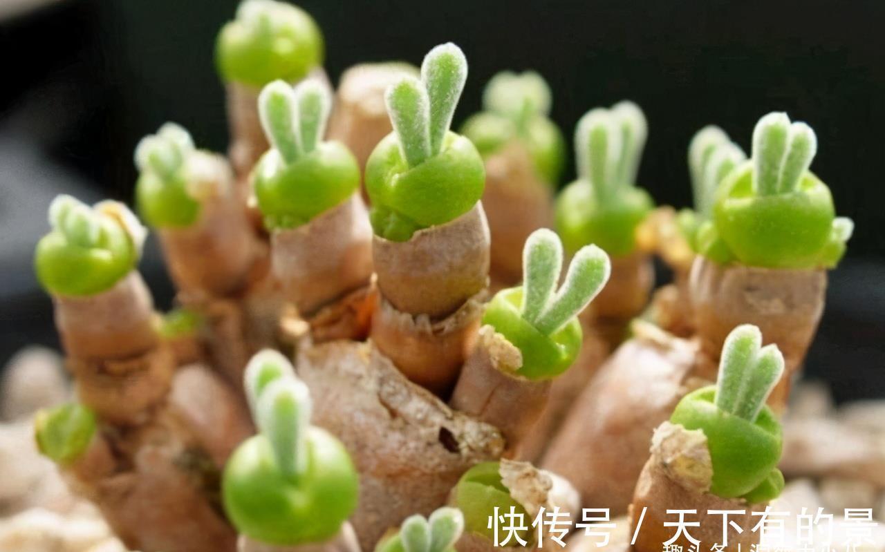 玉露|这“三多肉”怕日晒，放在封闭房间，叶片肥美不徒长，依旧长得旺