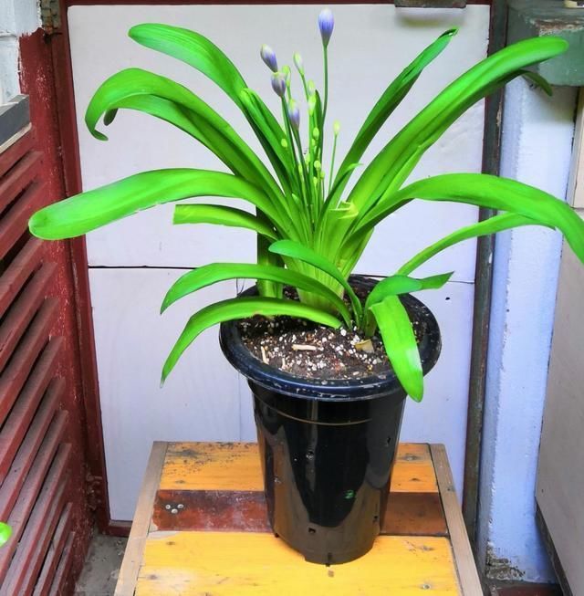 百子莲|这花被误认为“蓝色君子兰”,开花特漂亮,一根枝能开50朵花