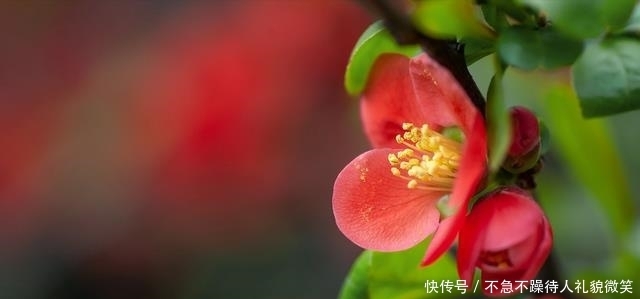 海棠经雨胭脂透|行走在浅夏，看繁花如梦，一路芳华