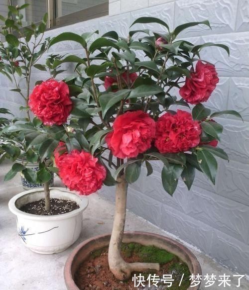 蝴蝶兰|年底了，安排上4种花，家居氛围轻松打造