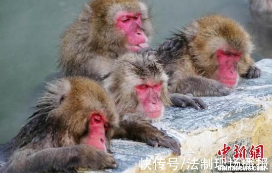北海道|日本北海道猴子集体沐浴温泉表情惬意