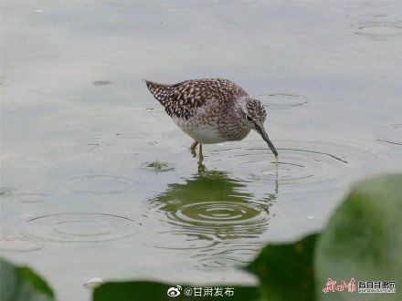 大长腿|速速围观！陇南市西和县晚霞湖飞来大长腿鹬鸟