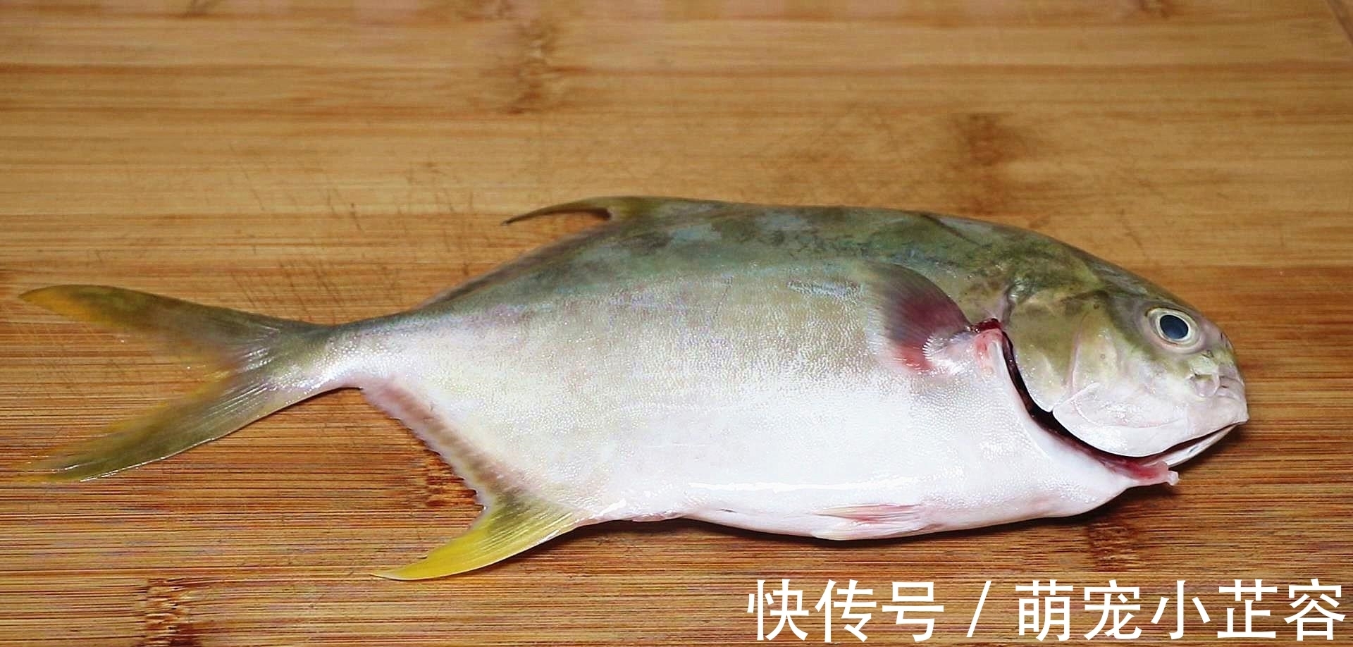 柔筋利骨|这才是鲳鱼最好吃的做法,鲜嫩入味,一点都不腥,方法超简单