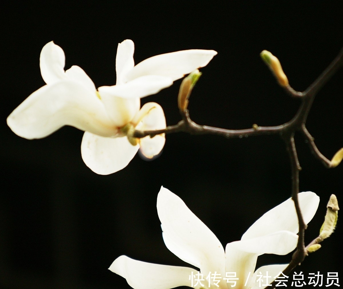 佛心@借得佛心照我情,幽幽岁月赐君听。五首七言句