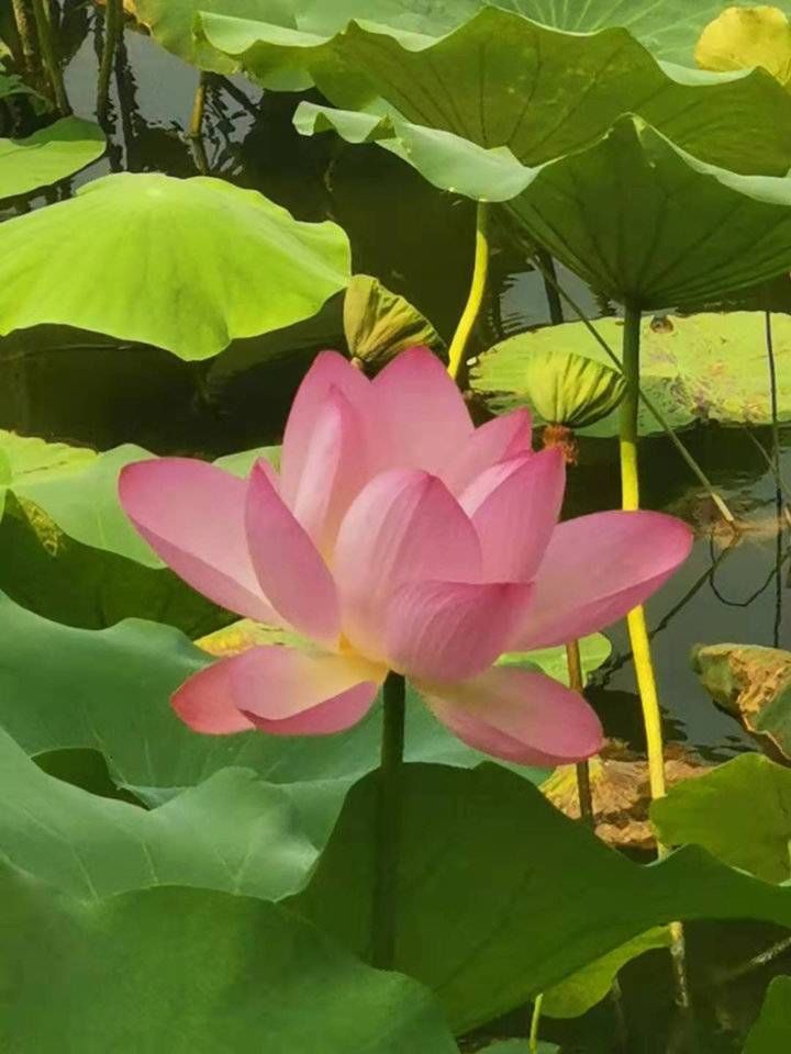 小东湖|金秋明湖