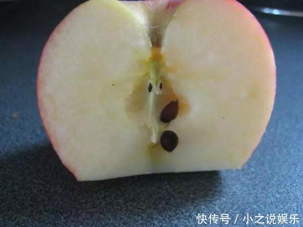 吃完这4种水果,我把籽扔花盆里,秒变小森林!