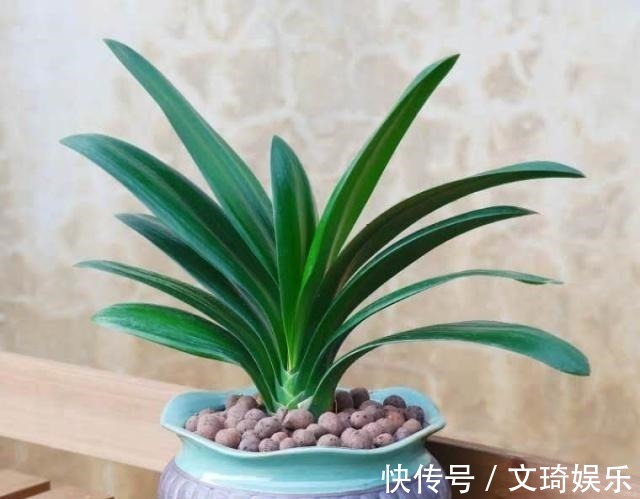 花盆|3个给“君子兰”换盆的小技巧,不伤根、服盆快,叶子厚又亮!