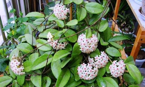 花墙|1种懒人花,丢水里就能活,爬满阳台开成花墙,值得拥有