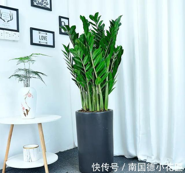 家里的花别乱送人，尤其这几种，“镇宅”又“旺财”你家里有吗？