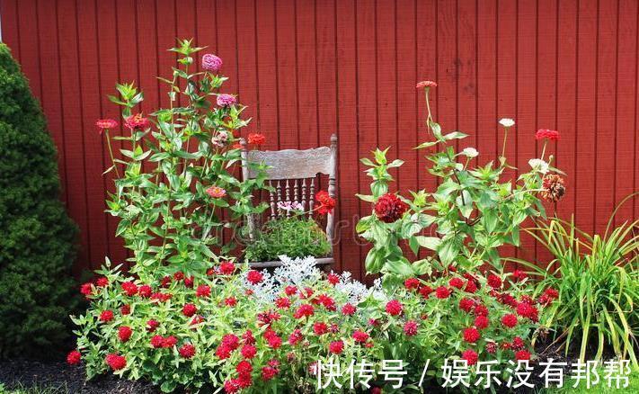 波斯菊|现在遇到5种花,请绕道走,管不住手就上当了