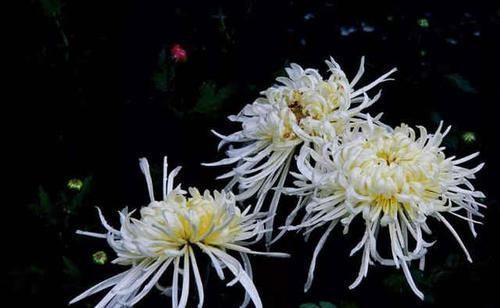 南宋&宋代很难超越的咏菊诗,其中一个千古名句大气磅礴,值得一读再读