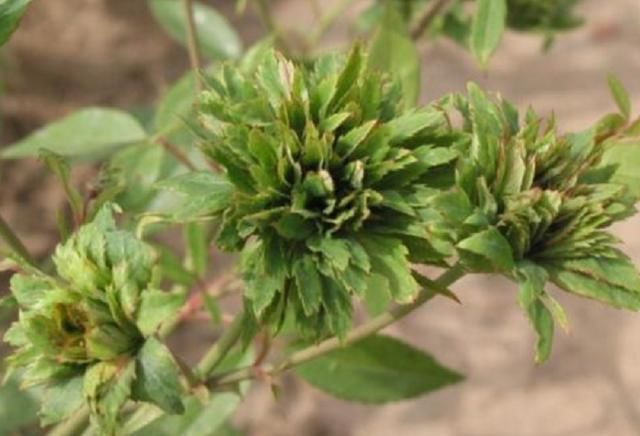 种类|养花就要养“独特”品种,这种“绿颜色”的花很好看,适合在家养