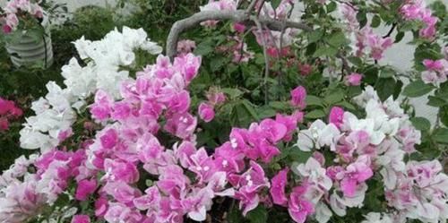 北阳台光线较差，怎么盆栽植物？5款“耐阴花”，没问题！