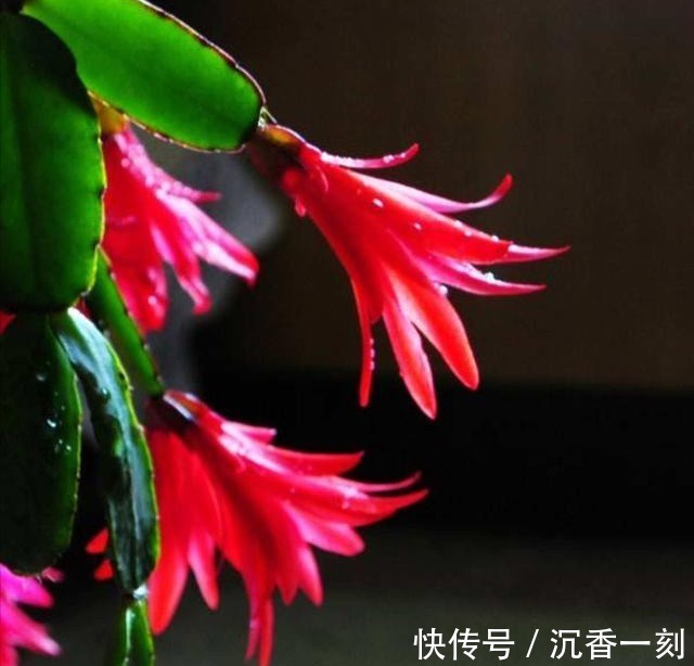 蟹爪兰|真假蟹爪兰,十有八九会认错,“嫁给”仙人掌后,统统开成花大树