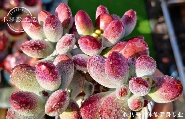 多肉植物上色,需要4个条件,你的肉肉没上色,是没用对方法!