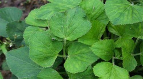 膳食纤维|女人爱美，常吃3种食物，清肠排毒、促进消化、化痰止咳