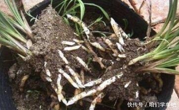 花生壳|家庭养兰花,土壤巧“处理”,不空根,新芽长满盆,养成高品兰!