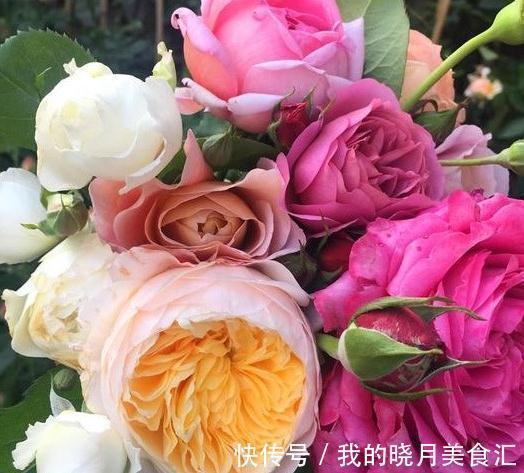 同样给月季压枝,邻居的长出5根大笋芽,我的却一个不长,咋回事