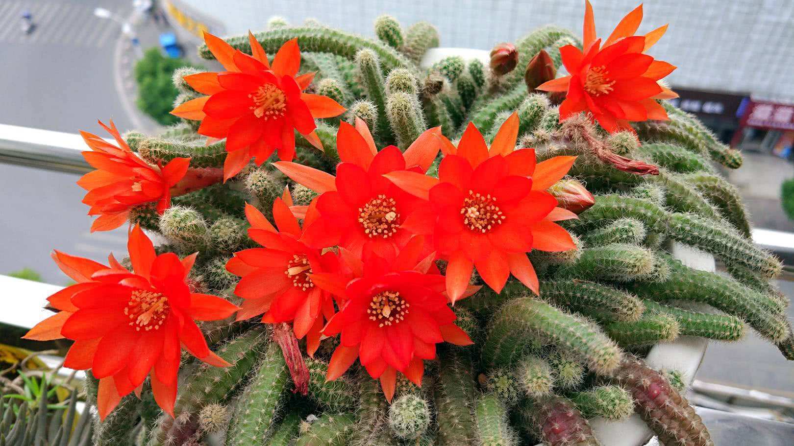 好养|养2种仙人球,开花量比“蟹爪兰”还大,关键耐旱、好养