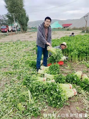 蔬菜|甘肃定西，他在直播间给菜“做媒”