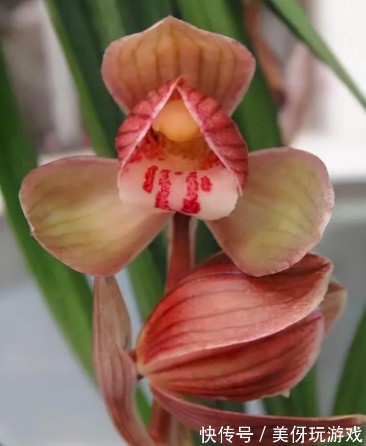 兰花瓣型详细解说,快来瞧瞧您养的兰花是什么瓣型吧