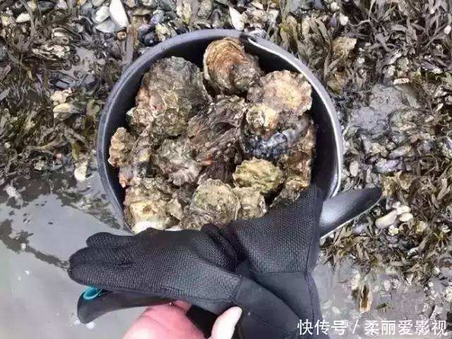 两斤下锅不够吃,城里一个卖8元,殊不知把壳扔海里还能长