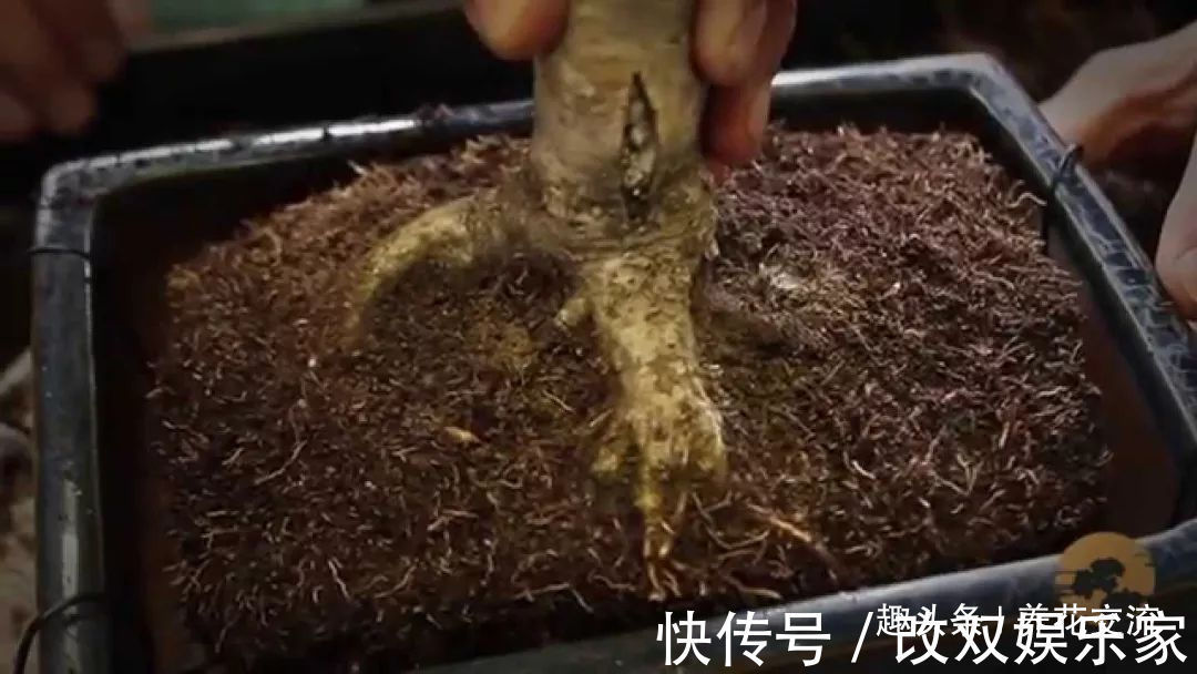 养几年的盆景植物在早春的时候没有移栽,那真是亏大了